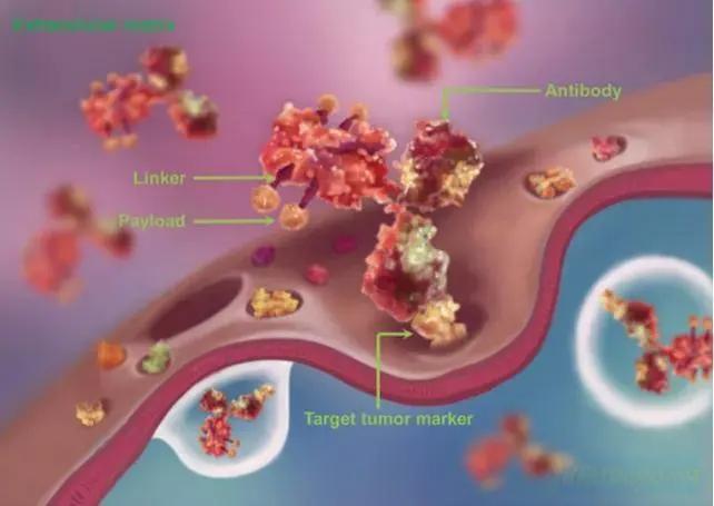 Chinese ADCs from Escugen, Hansoh, and MediLink Therapeutics Eye Breakthrough Designations in China