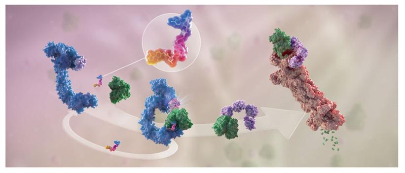 Huadong Medicine Gets Green Light for HPK1 PROTAC Drug HDM2006 in Advanced Solid Tumors