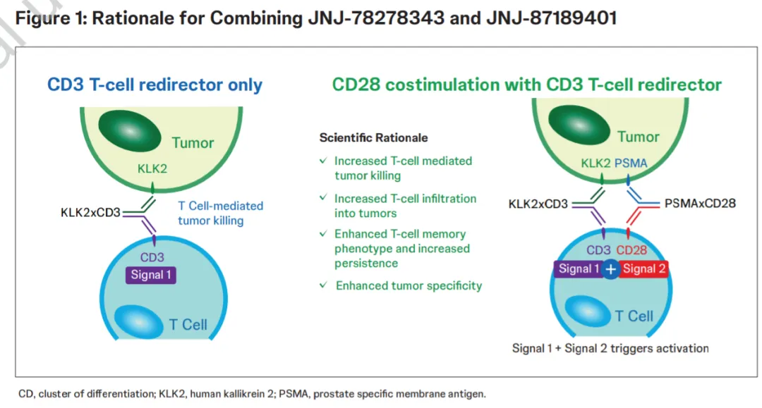 Johnson & Johnson’s KLK2-CD3 Bispecific Antibody JNJ-78278343 Advances in Prostate Cancer Clinical Trials