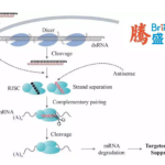 Brii Biosciences' Elebsiran Shows Promising Results in Phase II ENSURE Study for Chronic HBV