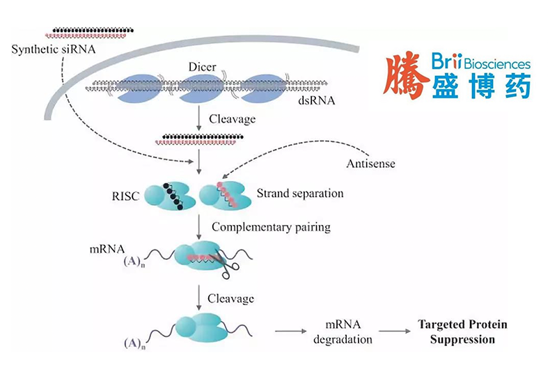 Brii Biosciences’ Elebsiran Shows Promising Results in Phase II ENSURE Study for Chronic HBV