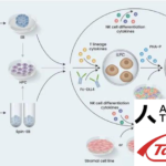 Alloy Therapeutics Partners with Takeda on iPSC-Derived CAR-T and CAR-NK Therapies