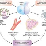 Ratio Therapeutics Partners with Novartis on SSTR2 Radiotherapeutic for Cancer