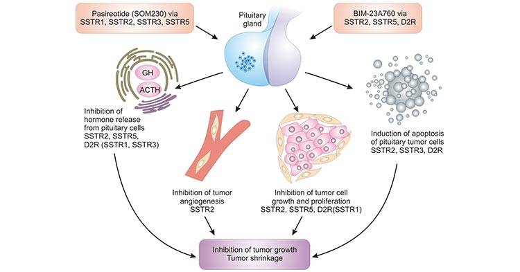 Ratio Therapeutics Partners with Novartis on SSTR2 Radiotherapeutic for Cancer