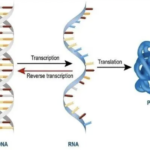 Innorna Co., Ltd Receives FDA Rare Pediatric Disease Designation for mRNA Drug IN015