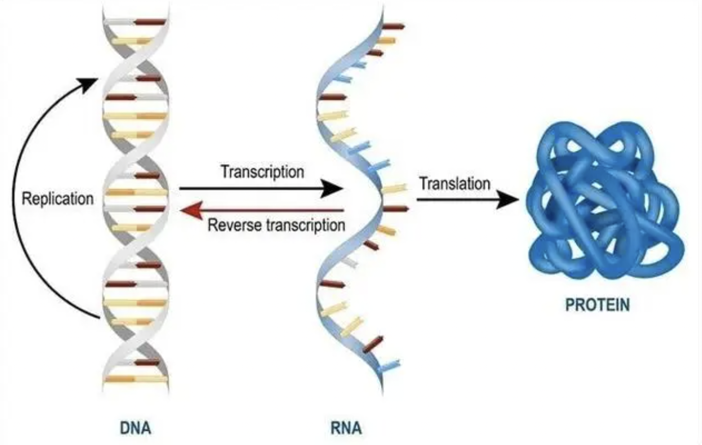 Innorna Co., Ltd Receives FDA Rare Pediatric Disease Designation for mRNA Drug IN015