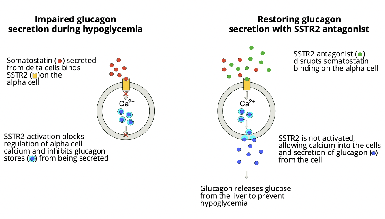 Zucara Therapeutics Secures $20M Series B Financing Led by Sanofi and PXV Fund