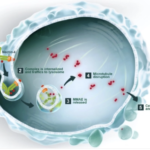 Mabwell Bioscience Receives NMPA Approval for 9MW2821 Clinical Trials