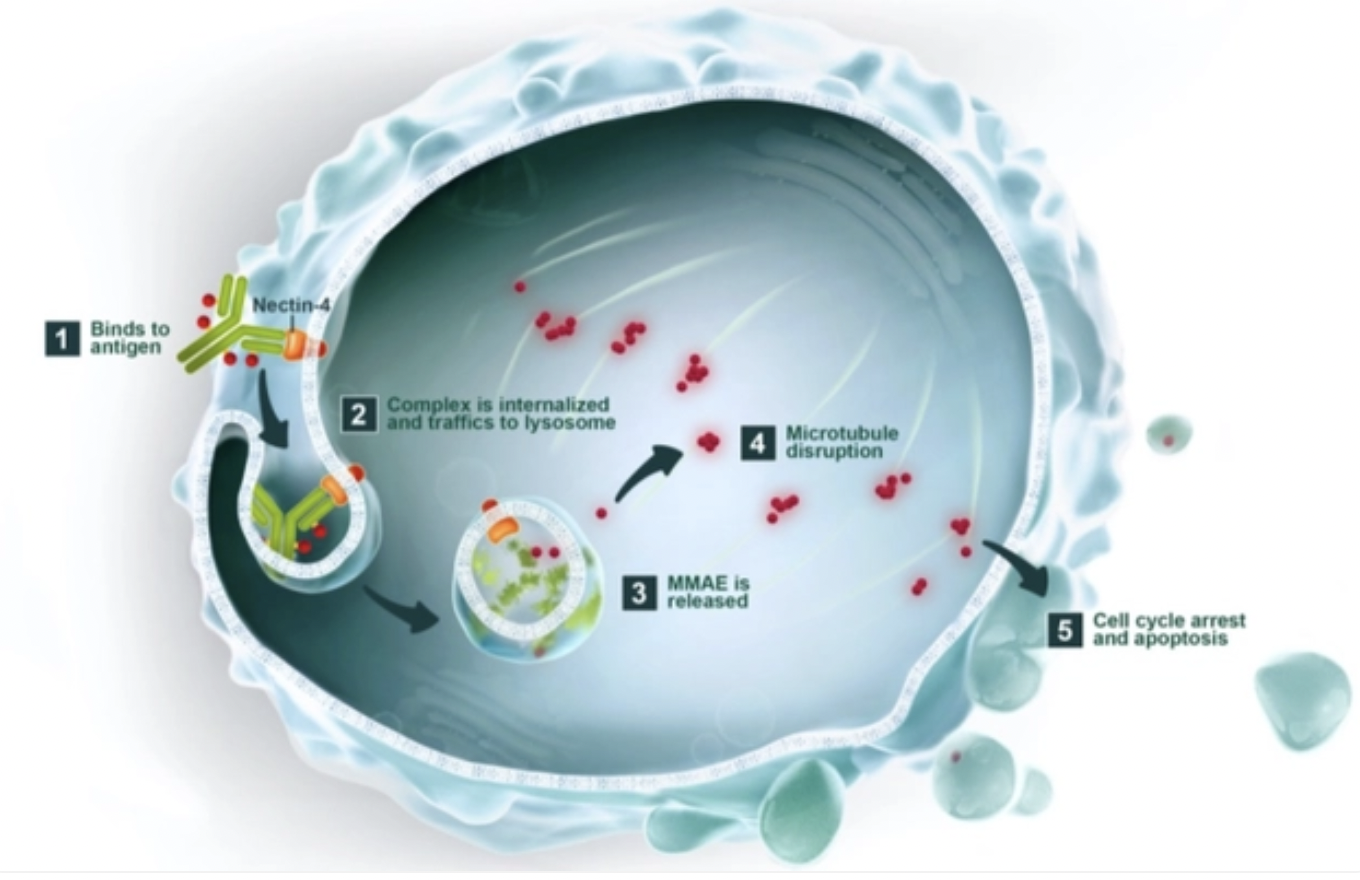 Mabwell Bioscience Receives NMPA Approval for 9MW2821 Clinical Trials