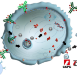 CSPC Pharmaceutical's CRB-701 Earns FDA Fast Track Designation for Cervical Cancer Treatment