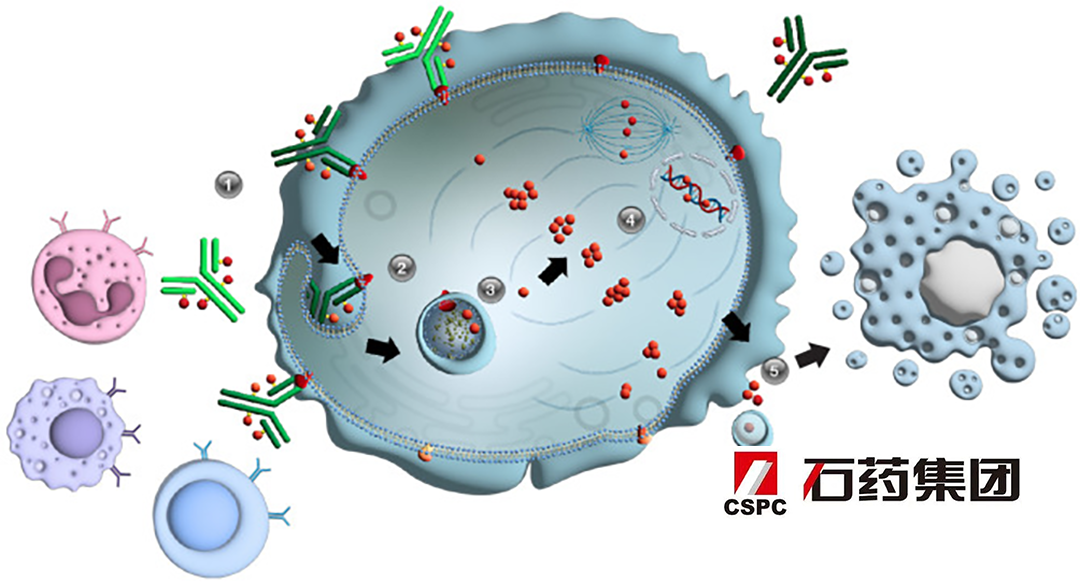 CSPC Pharmaceutical’s CRB-701 Earns FDA Fast Track Designation for Cervical Cancer Treatment