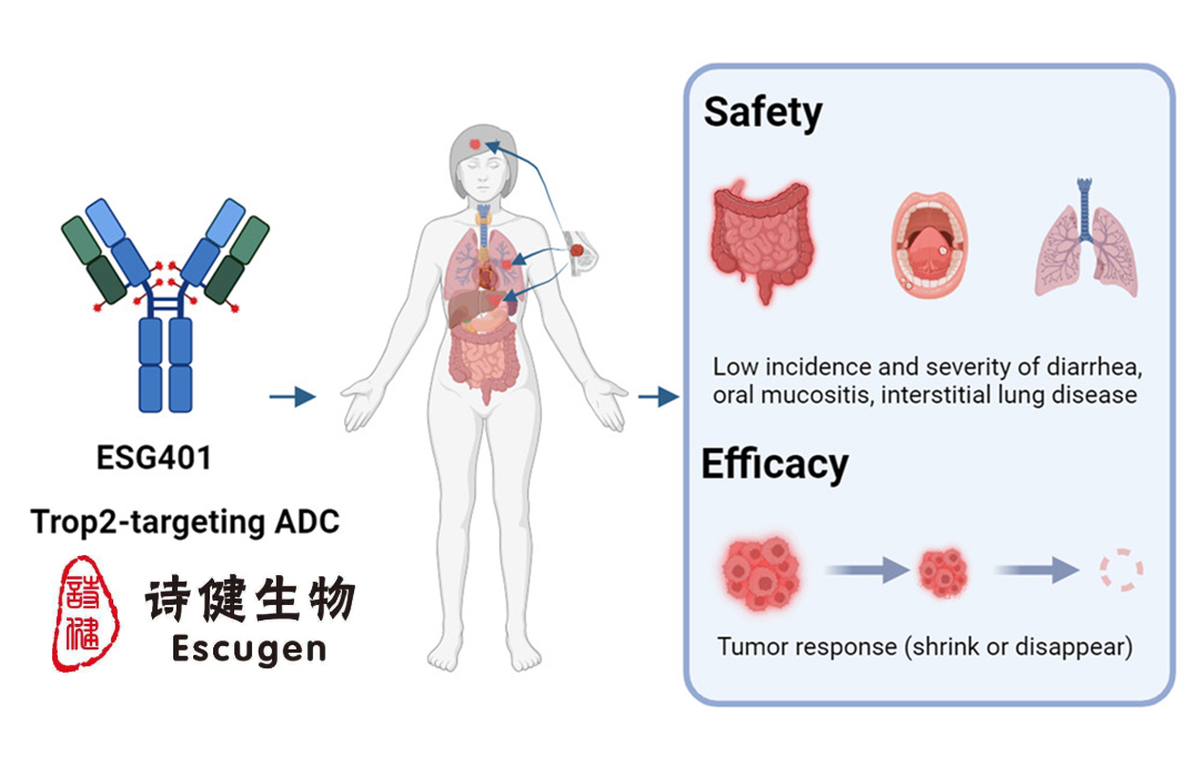 Shanghai Escugen Receives NMPA Approval for Second Phase III Trial of ESG401 in TNBC