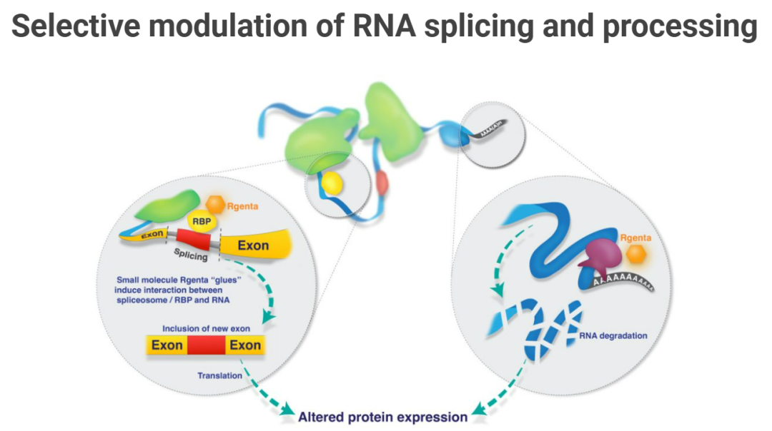 GSK plc Expands Pipeline with Rgenta Therapeutics Partnership for RNA-Targeted Splice Modulators