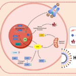 Hangzhou-Based HighField Biopharmaceutical Advances HF50 for HER-2 Tumors with NMPA Approval