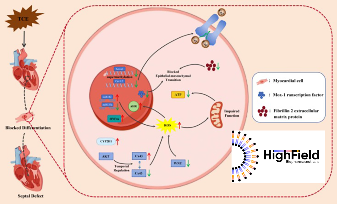 HighField Biopharmaceutical’s HF50 Receives Tacit Clinical Approval from NMPA for HER-2 Positive Tumors