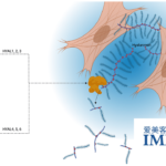 IMEIK Technology Receives NMPA Approval for Recombinant Human Hyaluronidase Clinical Study