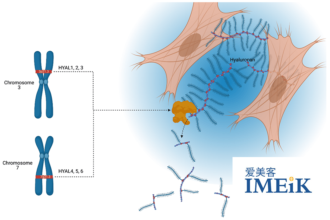 IMEIK Technology Receives NMPA Approval for Recombinant Human Hyaluronidase Clinical Study