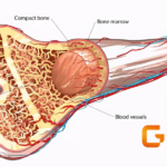 GSK Enters Multi-Program Partnerships with Relation Therapeutics for Fibrotic Diseases and Osteoarthritis