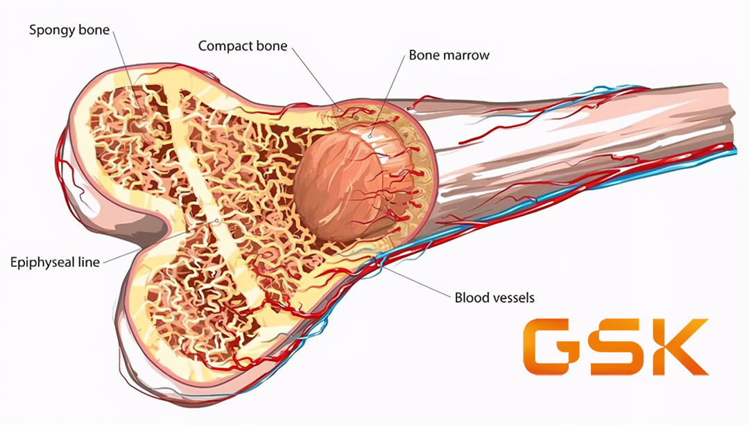 GSK Enters Multi-Program Partnerships with Relation Therapeutics for Fibrotic Diseases and Osteoarthritis