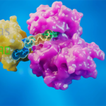 Astellas Pharma Partners with Axcelead DDP for Targeted Protein Degraders Discovery