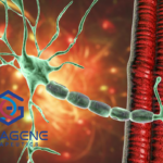 HuidaGene Therapeutics Launches MUSCLE Study for CRISPR Therapy in Duchenne Muscular Dystrophy