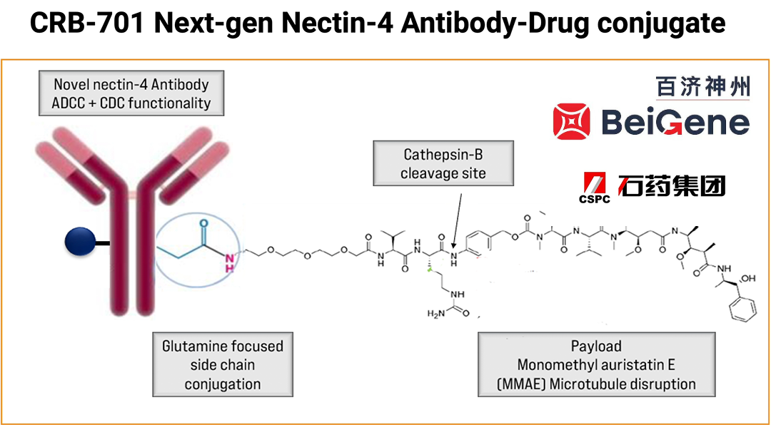 BeiGene Ltd Acquires Global Rights to CSPC’s MAT2A Inhibitor SYH2039