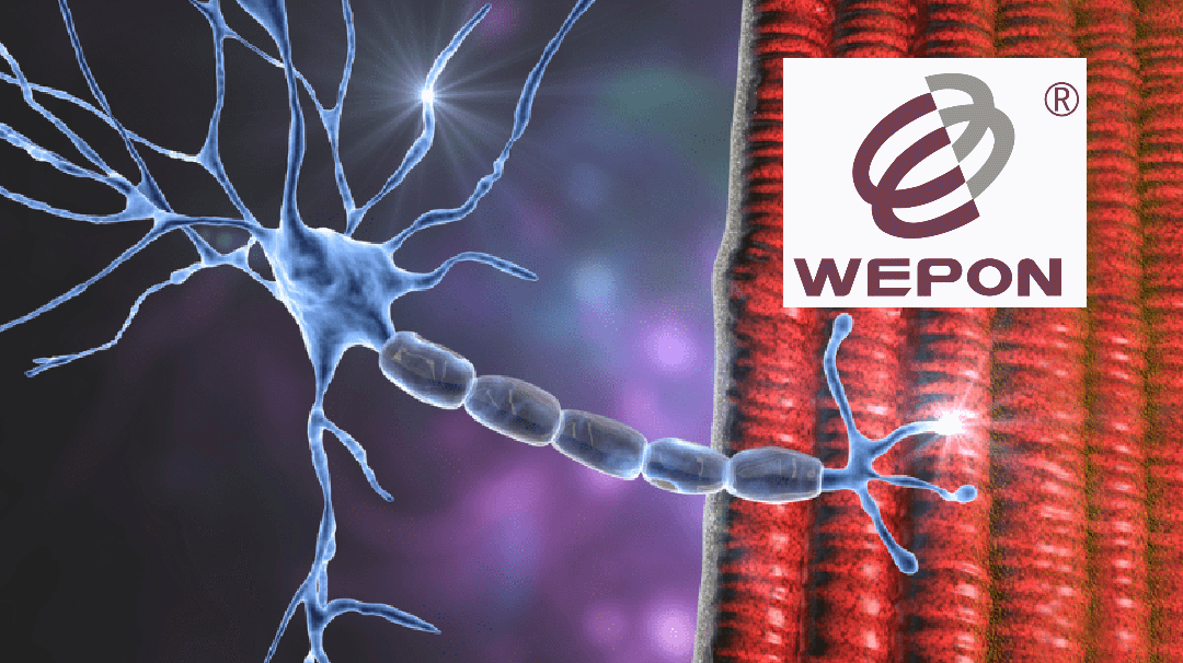 Wepon Medical’s WP107 for Myasthenia Gravis Accepted for FDA Review