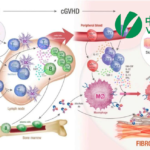 Vcanbio's VUM02 Secures NMPA Approval and FDA ODD for Cirrhosis and aGvHD