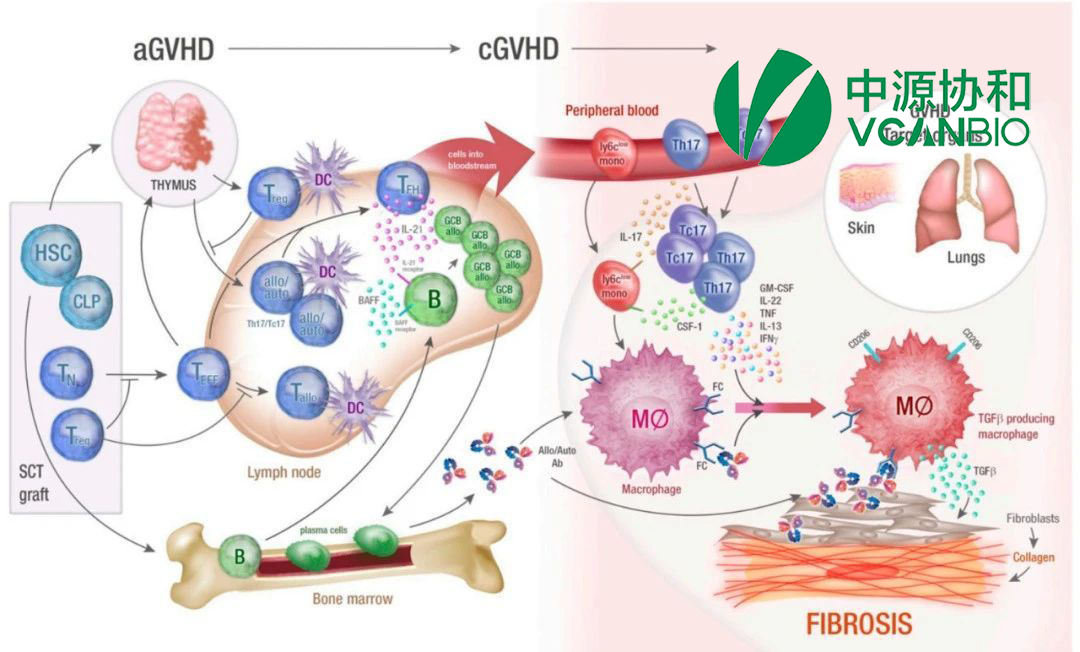 Vcanbio's VUM02 Secures NMPA Approval and FDA ODD for Cirrhosis and aGvHD