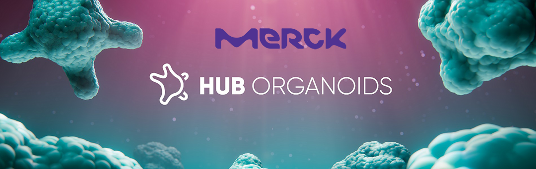 Merck to Acquire HUB Organoids Holding B.V., Advancing Organoid Technology in Drug Development