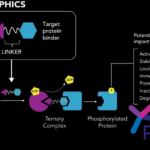 Photys Therapeutics and Novo Nordisk Partner to Develop Proximity-Based Therapies for Cardiometabolic Diseases