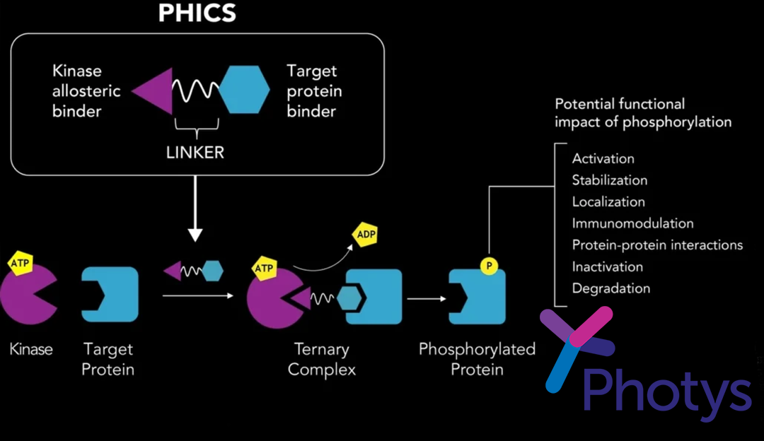 Photys Therapeutics and Novo Nordisk Partner to Develop Proximity-Based Therapies for Cardiometabolic Diseases