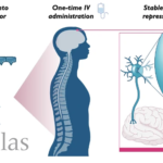 Astellas Pharma Inks Licensing Deal with Sangamo Therapeutics for Neurological AV Capsid STAC-BBB