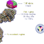MabPharm's CMAB807 Biosimilar Receives Market Approval in Indonesia and Peru