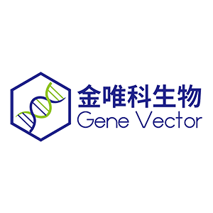 Explore the latest insights on Genevector Biotechnology and its impact on China's pharmaceutical industry. Fineline Info & Tech delivers reliable data, news, and intelligence to help you navigate the complexities of Genevector Biotechnology's developments with precision and clarity. Stay informed and enhance your decision-making at flcube.com.