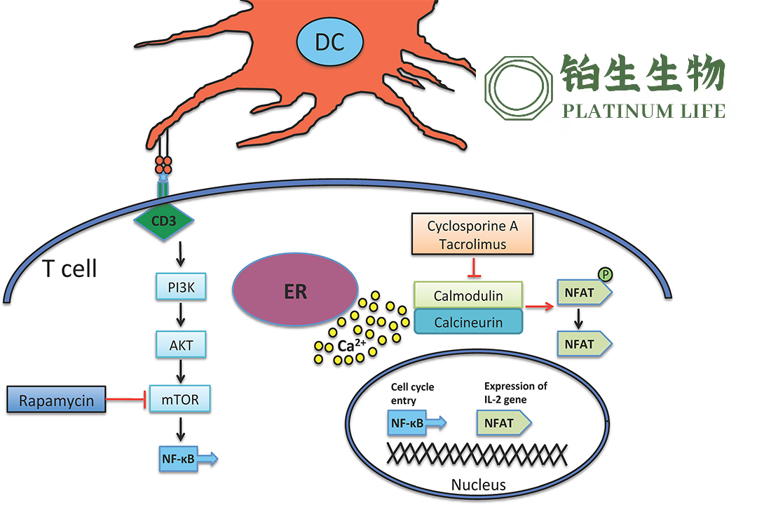 NMPA Grants Conditional Approval for China's First MSCs Therapy for aGVHD