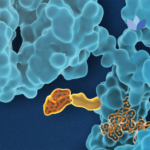 Araris Biotech and Chugai Pharmaceutical Collaborate on Novel ADC Development