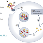 MediLink and Zai Lab Collaborate on LRRC15-Targeted ADC Drug ZL-6201