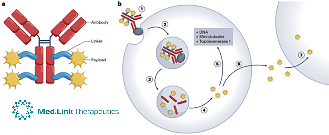 MediLink and Zai Lab Collaborate on LRRC15-Targeted ADC Drug ZL-6201