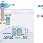 Harbour BioMed and Kelun Biotech License TSLP Monoclonal Antibody to Windward Bio