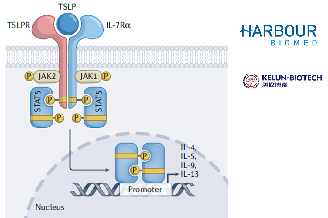 Harbour BioMed and Kelun Biotech License TSLP Monoclonal Antibody to Windward Bio