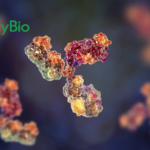 3SBio Acquires Licensing Rights to Duality Biologics' HER2-Targeting ADC DB-1303