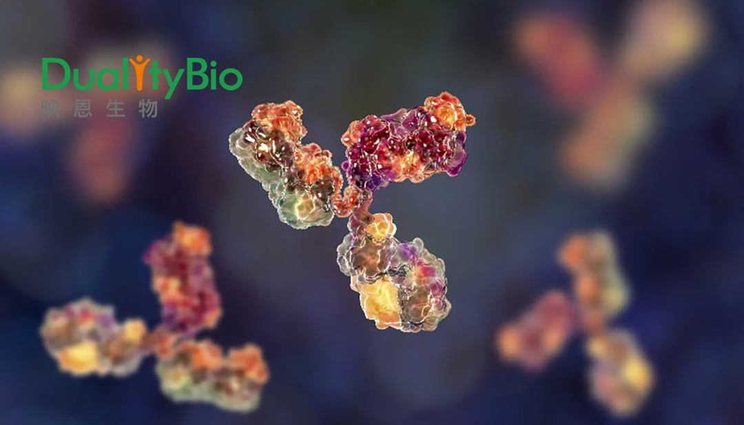 3SBio Acquires Licensing Rights to Duality Biologics’ HER2-Targeting ADC DB-1303