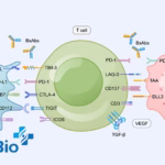 Hanx Biopharmaceuticals Gains NMPA Approval for HX044 Clinical Trials