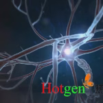 Hotgen Biotech Gains NMPA Approval for AA001 Clinical Trials in Alzheimer's Disease