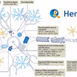 Henlius Biotech's HLX99 Receives FDA Approval for ALS Clinical Study