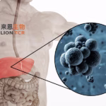 Lion TCR's Liocyx-M00 Therapy Receives FDA Clearance for HBV-Related HCC Study