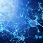 SineuGene Therapeutics' SNUG01 Receives FDA Clearance for ALS Clinical Study