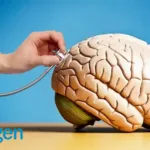 Biogen's BIIB080 Receives FDA Fast Track Designation for Alzheimer's