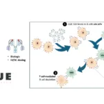 Boehringer Ingelheim Partners with Cue Biopharma to Advance CUE-501 for Autoimmune Diseases